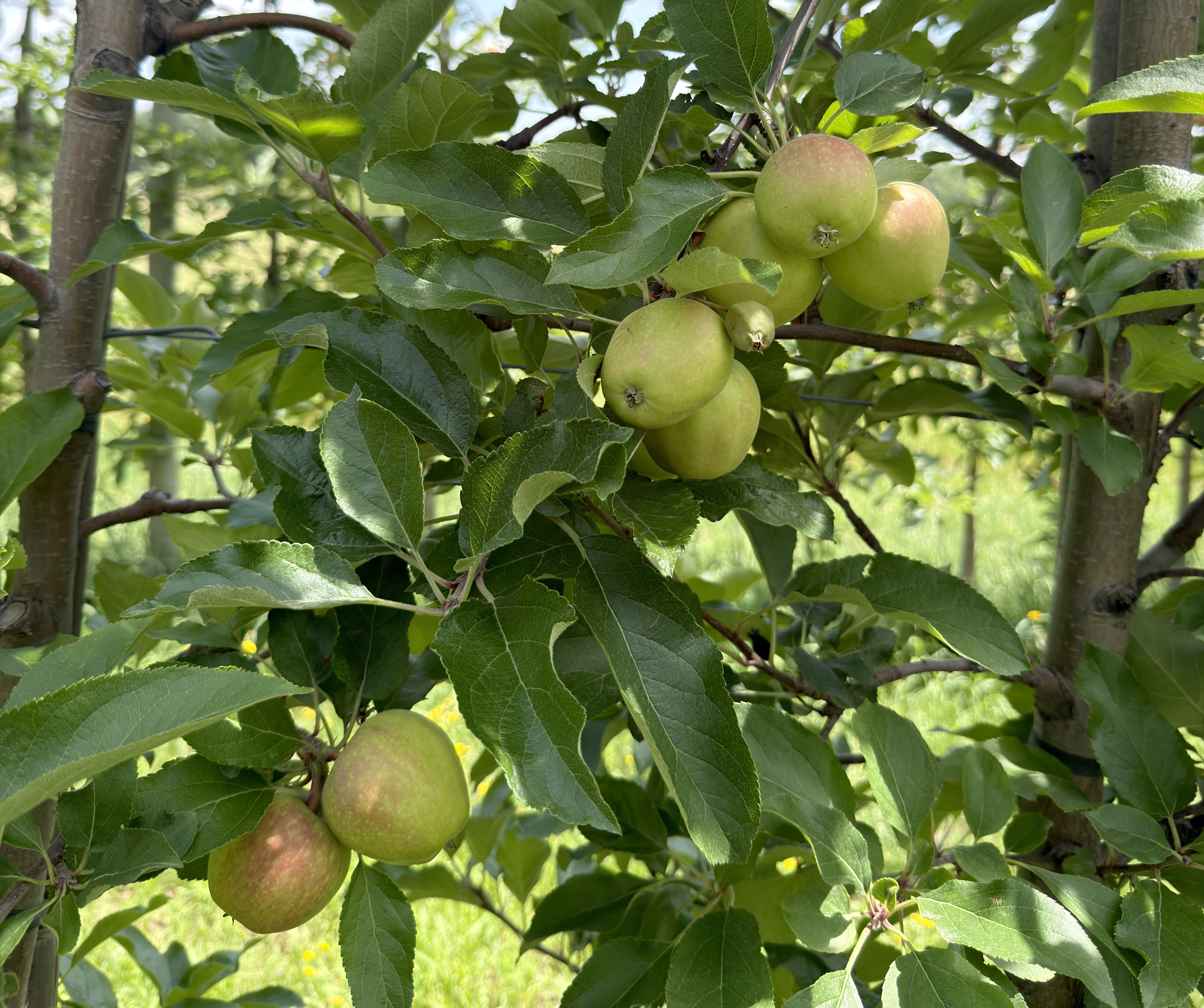 Gala apples on a tree.